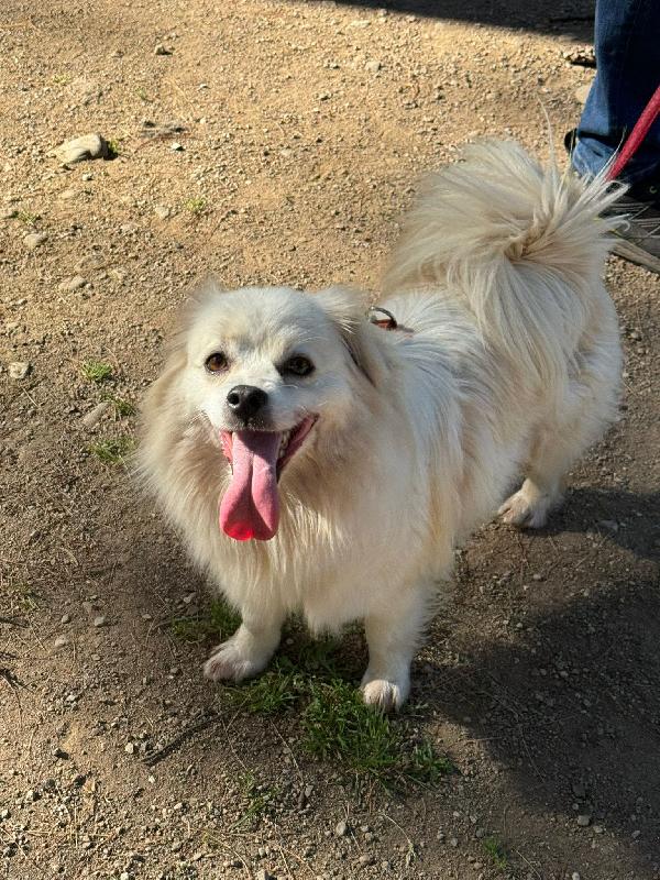 Cooki, un simil volpino allegro e giocherellone Foto 4